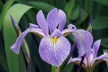Load image into Gallery viewer, Iris virginica