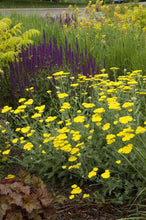 Load image into Gallery viewer, Achillea 'Little Moonshine'