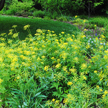 Load image into Gallery viewer, Zizia aurea