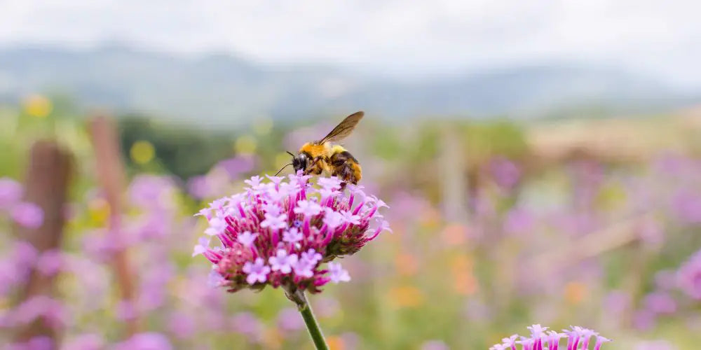 Pollinators BloomBox