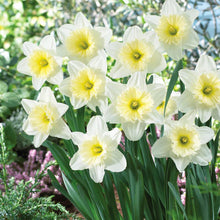 Load image into Gallery viewer, Daffodil &#39;Ice Follies&#39;
