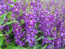 Load image into Gallery viewer, Angelonia
