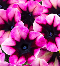 Load image into Gallery viewer, Crazytunia®
