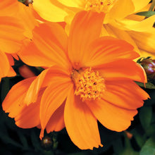 Load image into Gallery viewer, Cosmos
