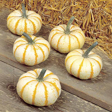 Load image into Gallery viewer, Orange Peel Pumpkins- Set of 5
