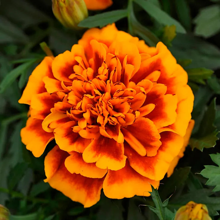 Marigold (French) 'Bonanza Flame'