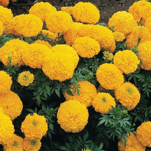 Load image into Gallery viewer, Marigold (African) 'Inca Gold'
