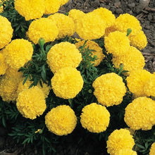 Load image into Gallery viewer, Marigold (African) &#39;Inca Yellow&#39;
