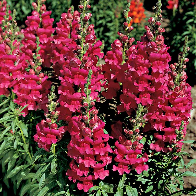 Snapdragons