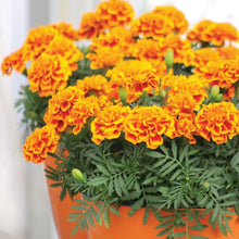 Load image into Gallery viewer, Marigold (French) &#39;Bonanza Flame&#39;

