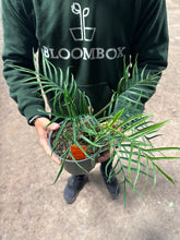 Load image into Gallery viewer, Philodendron &#39;Tortum&#39;
