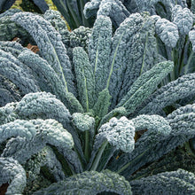 Load image into Gallery viewer, Kale &#39;Black Magic&#39; 6-pack
