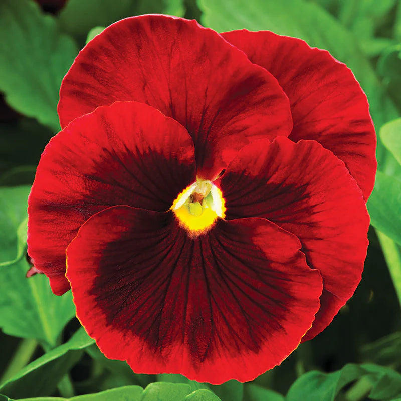 Fall Pansy