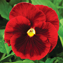 Load image into Gallery viewer, Fall Pansy
