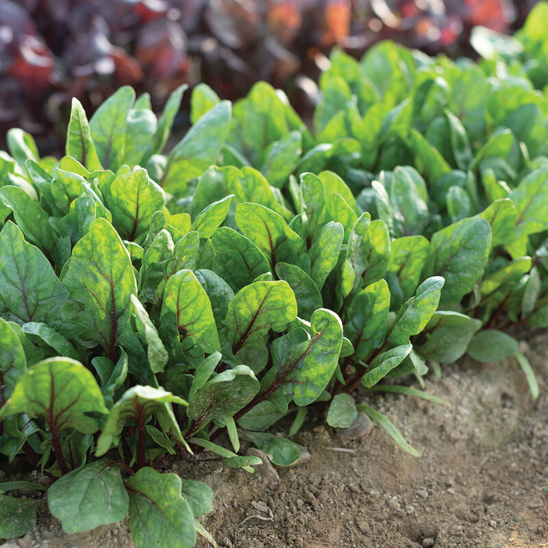 Spinach 'Red Tabby' - 6 pack