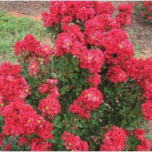 Load image into Gallery viewer, Crape Myrtle &#39;Enduring Summer Red&#39;
