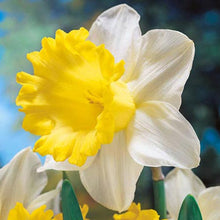 Load image into Gallery viewer, Daffodil &#39;Goblet&#39;
