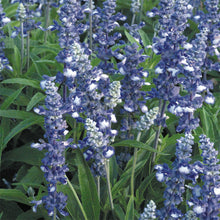 Load image into Gallery viewer, Annual Salvia
