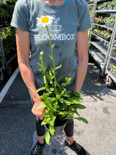 Load image into Gallery viewer, Leucanthemum &#39;Becky&#39;
