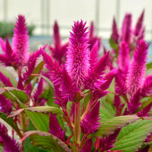 Load image into Gallery viewer, Celosia
