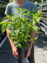 Load image into Gallery viewer, Monarda &#39;Jacob Cline&#39;
