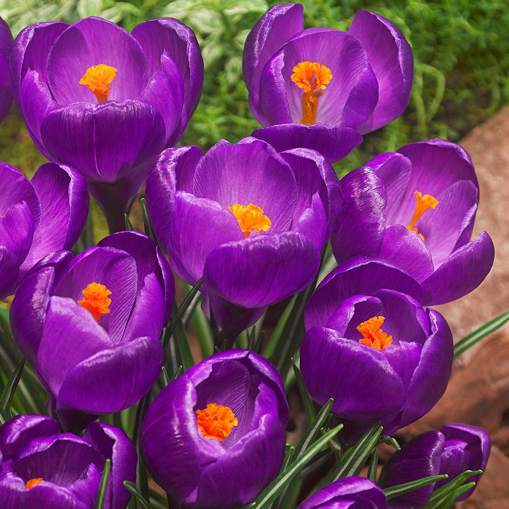Crocus 'Flower Record'