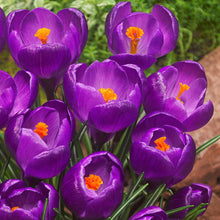 Load image into Gallery viewer, Crocus &#39;Flower Record&#39;
