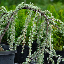 Load image into Gallery viewer, Weeping Blue Atlas Cedar
