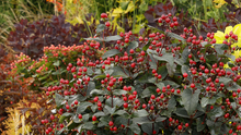 Load image into Gallery viewer, Hypericum 'Burgundy'
