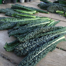 Load image into Gallery viewer, Kale &#39;Black Magic&#39; 6-pack
