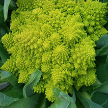 Load image into Gallery viewer, Cauliflower &#39;Romanesco Veronica&#39;- 6 Pack
