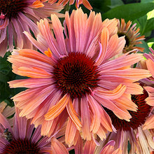 Load image into Gallery viewer, Echinacea &#39;Fresco Apricot&#39;
