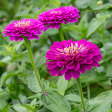 Load image into Gallery viewer, Zinnias
