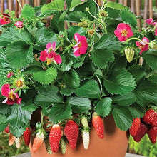 Load image into Gallery viewer, Strawberry &#39;Berries Galore Pink&#39;
