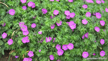Load image into Gallery viewer, Geranium 'Max Frei'
