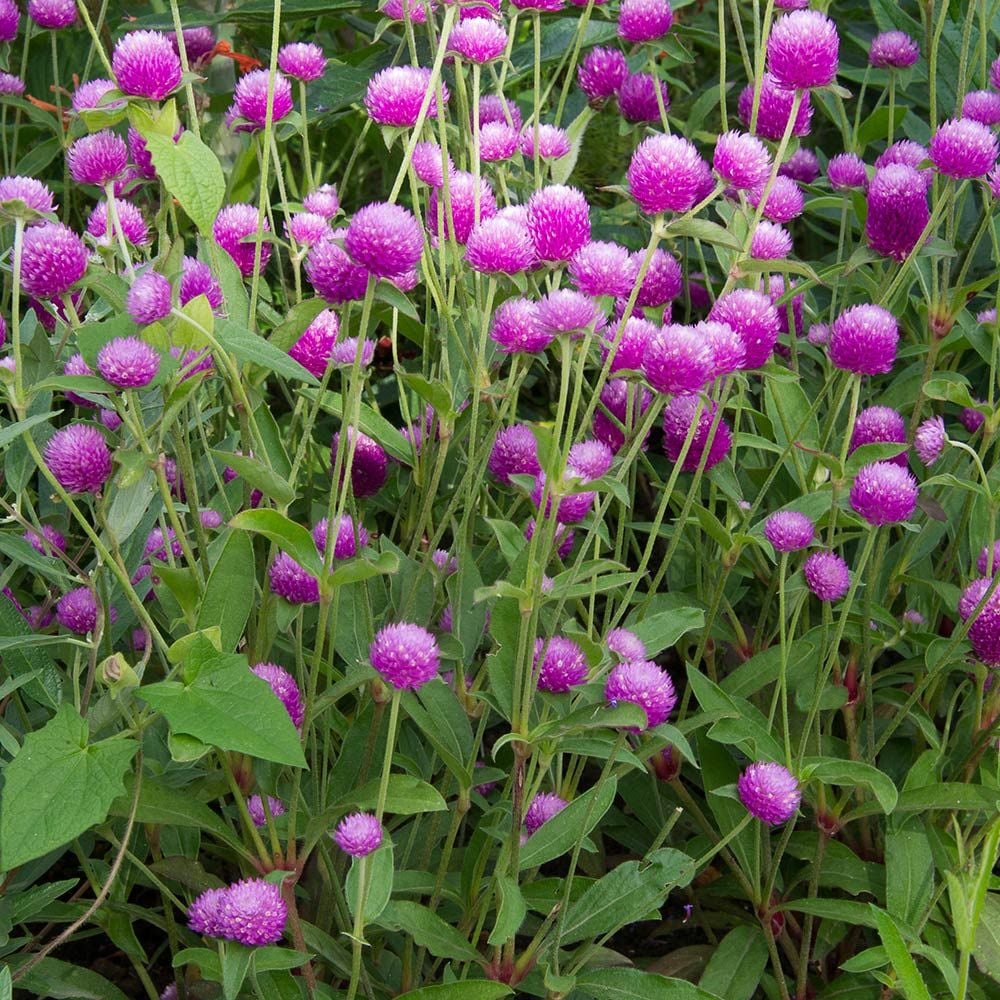 Gomphrena