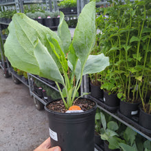 Load image into Gallery viewer, Rudbeckia maxima
