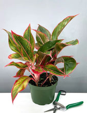 Load image into Gallery viewer, Aglaonema &#39;Red Creta&#39;
