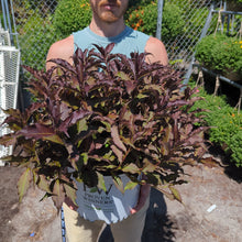 Load image into Gallery viewer, Weigela &#39;Spilled Wine&#39;
