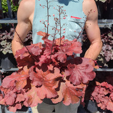 Load image into Gallery viewer, Heuchera 'Fire Alarm'
