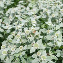 Load image into Gallery viewer, Pycnanthemum muticum

