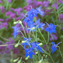 Load image into Gallery viewer, Delphinium &#39;Blue Butterfly&#39;
