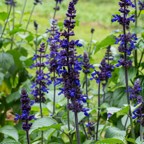Annual Salvia
