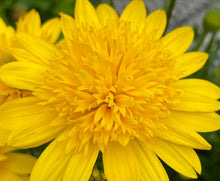 Load image into Gallery viewer, African Daisy
