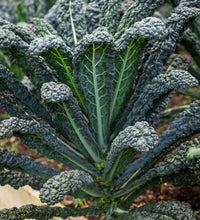 Load image into Gallery viewer, Kale &#39;Black Magic&#39; 6-pack
