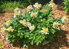 Load image into Gallery viewer, Peony 'Green Lotus'
