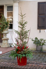 Load image into Gallery viewer, &#39;Grand Christmas&#39; Planter

