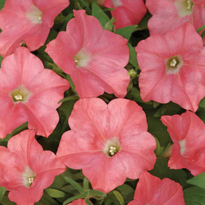 Wave Petunia