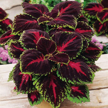 Load image into Gallery viewer, Coleus KONG® Series
