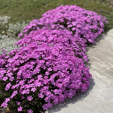 Load image into Gallery viewer, Phlox &#39;Emerald Pink&#39;
